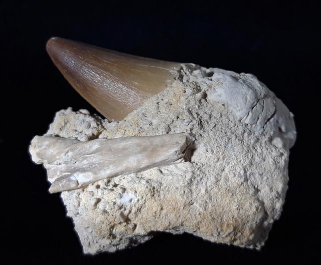 Mosasaurus beaugei ARAMBOURG 1952 & Haizahn non det. - Bild © FossNet FossilienStore